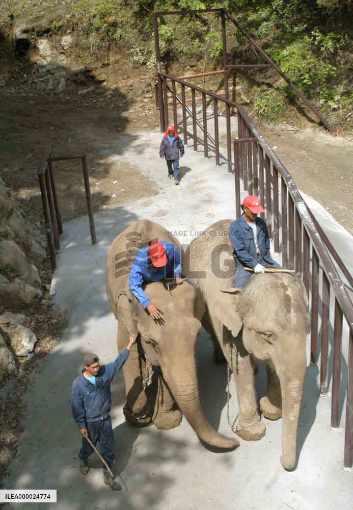 (1)Elderly elephant moves to Japan's first forest sanitarium