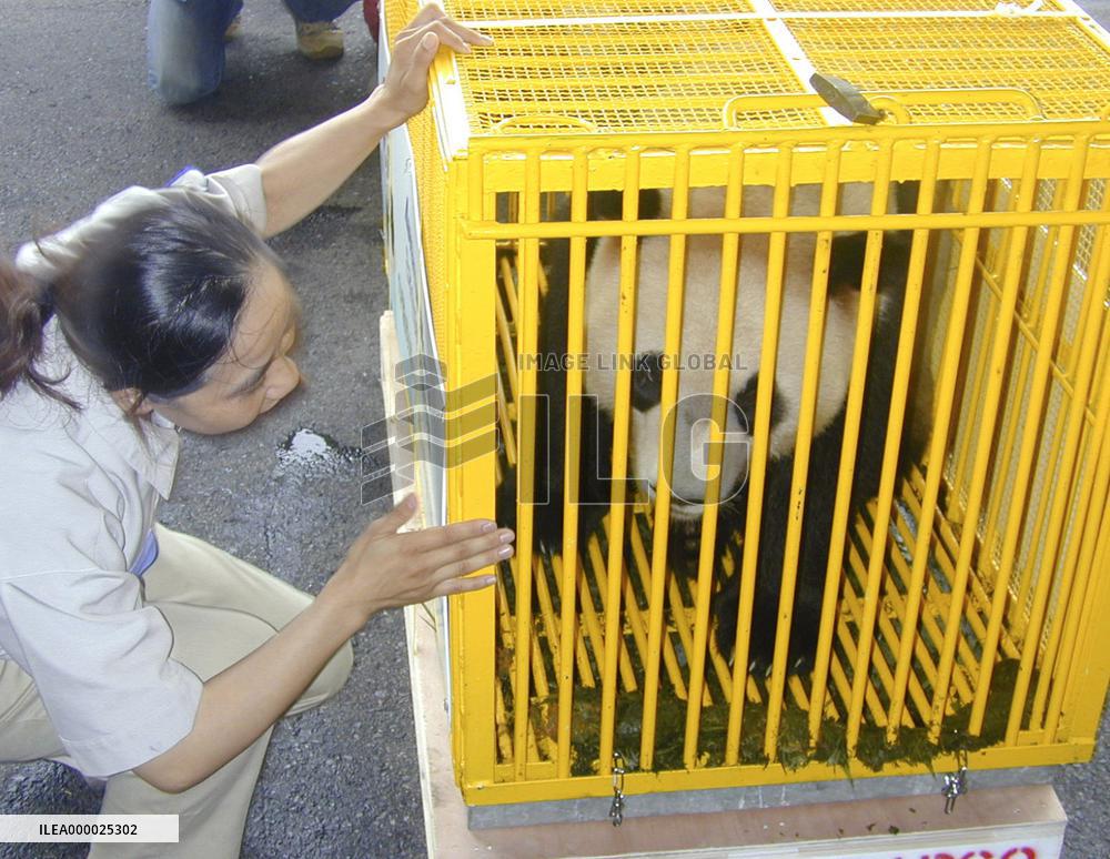 Giant panda in Wakayama given to China for breeding