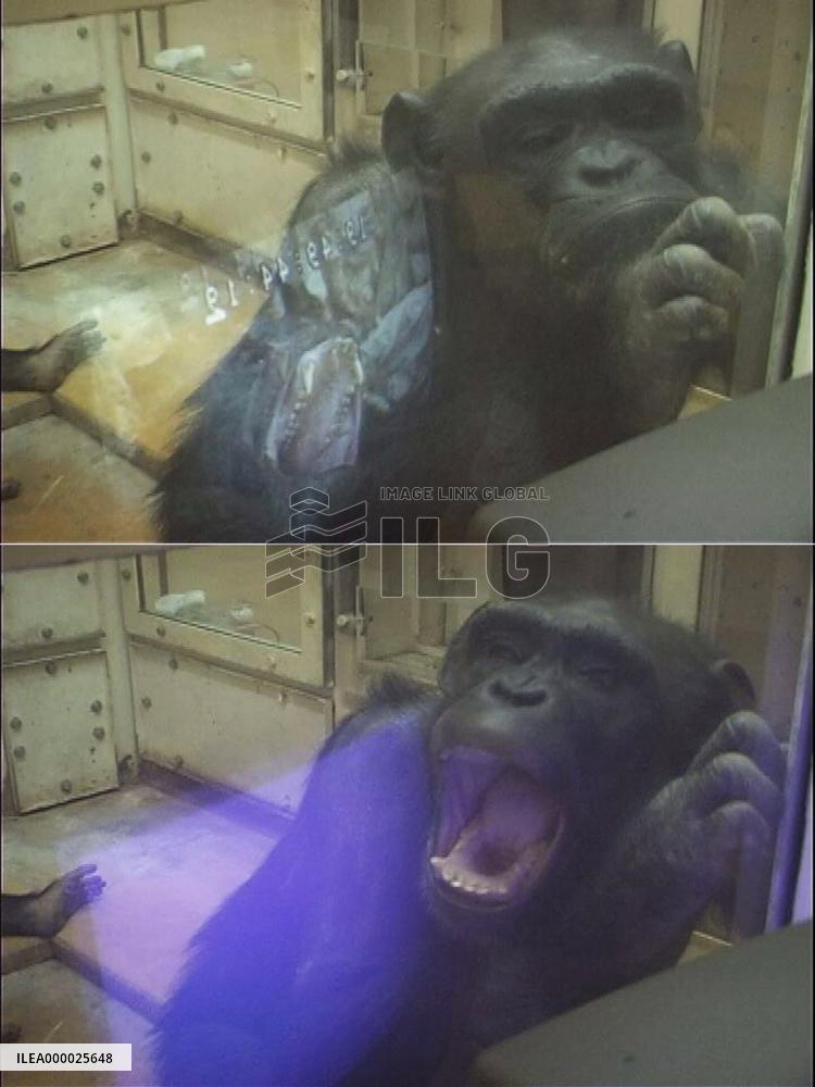 Scientists find yawning contagious in chimpanzees as in humans