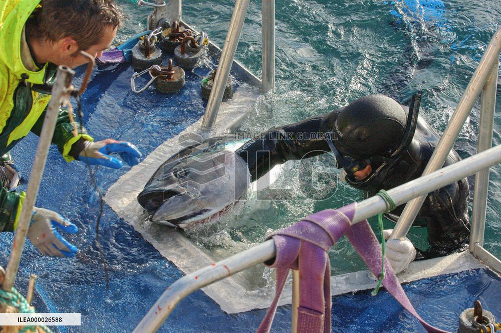 U.S. consortium to build tuna farm in California for export to J