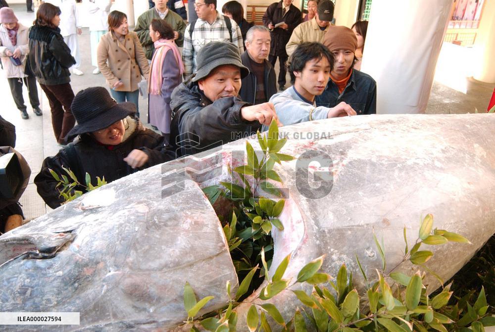 Large tuna offered at shrine for business prosperity