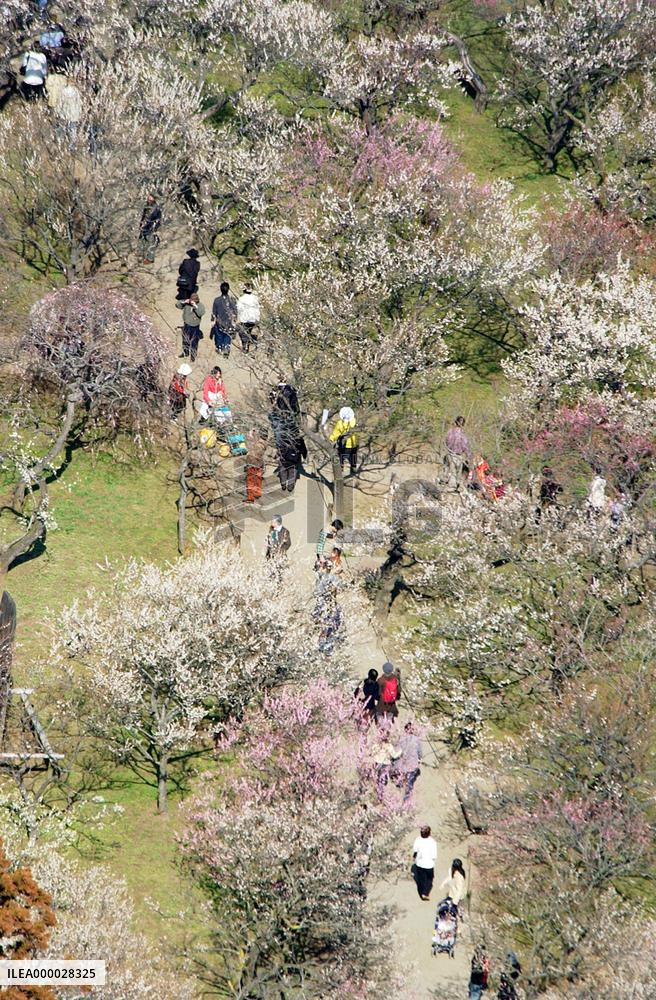 Plum blossoms in full bloom at Kairakuen