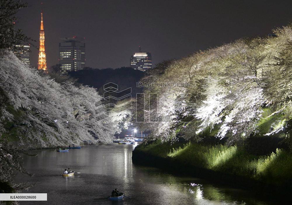 Cherry blossoms in full bloom in Tokyo