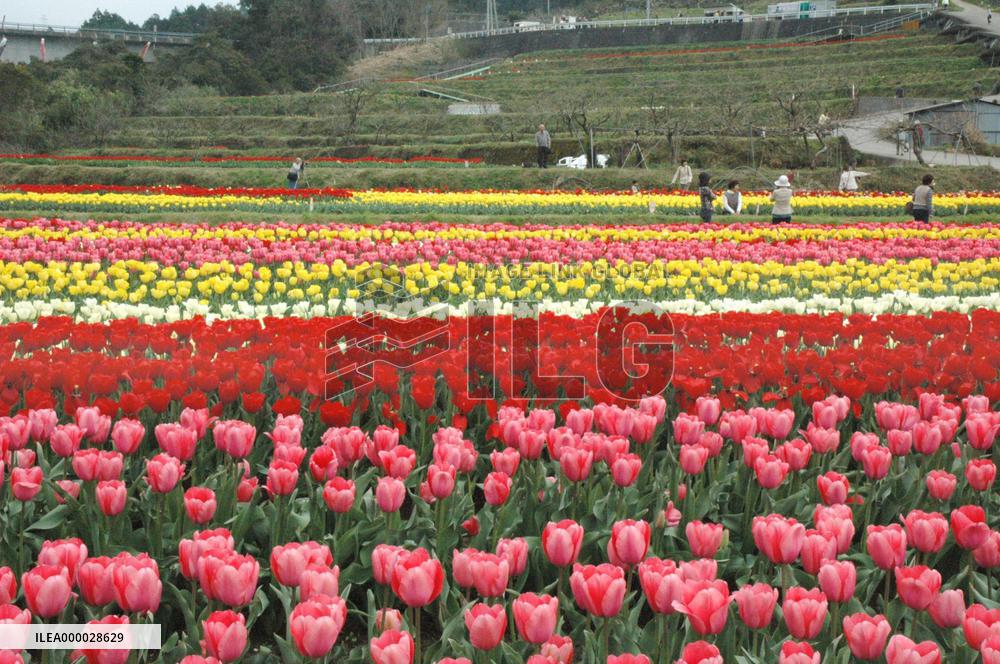 Tulips are in full bloom