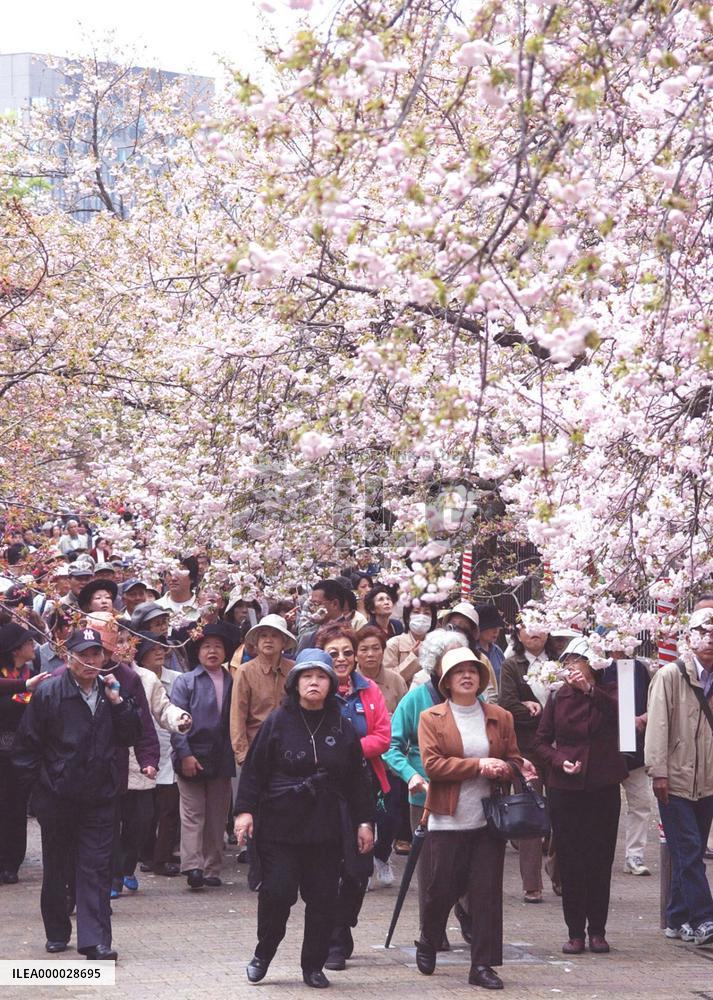 People view cherry blossoms at Osaka mint