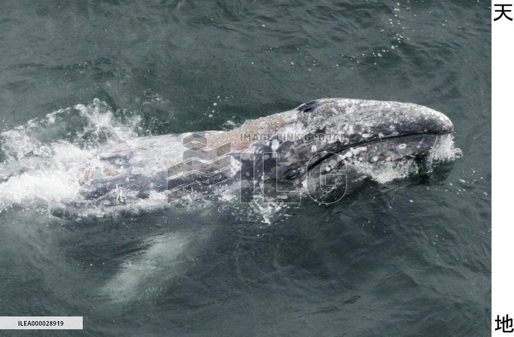 Gray whale strays into Tokyo Bay
