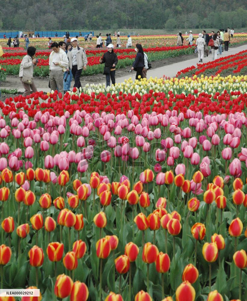 Tulips in full bloom in Hokkaido