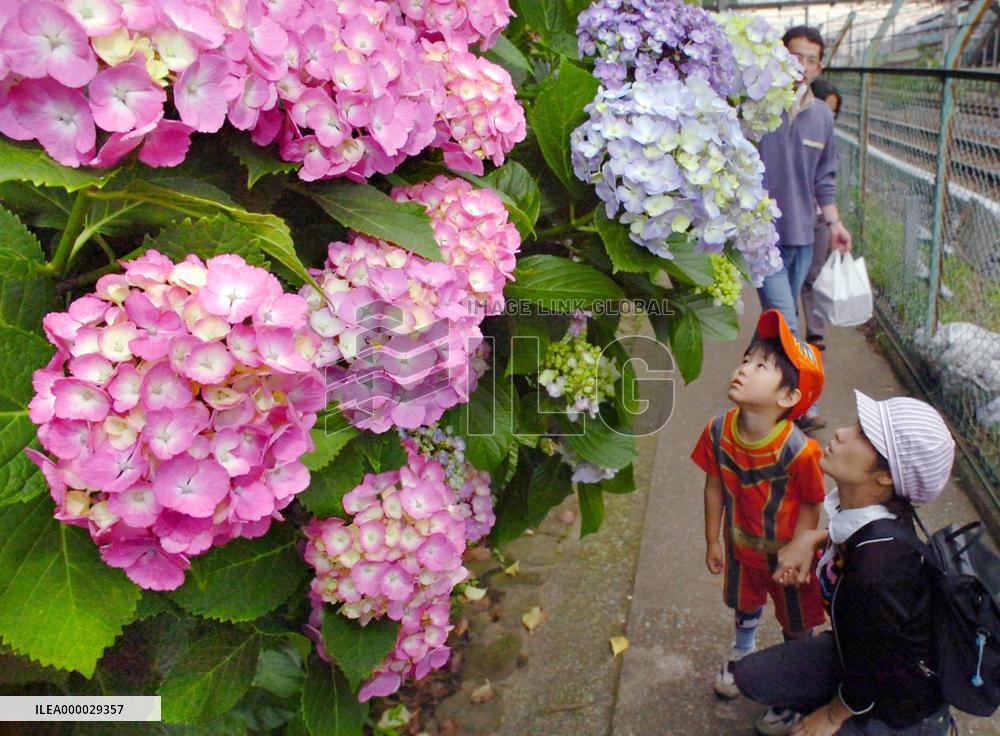 Hydrangeas in full bloom in Tokyo