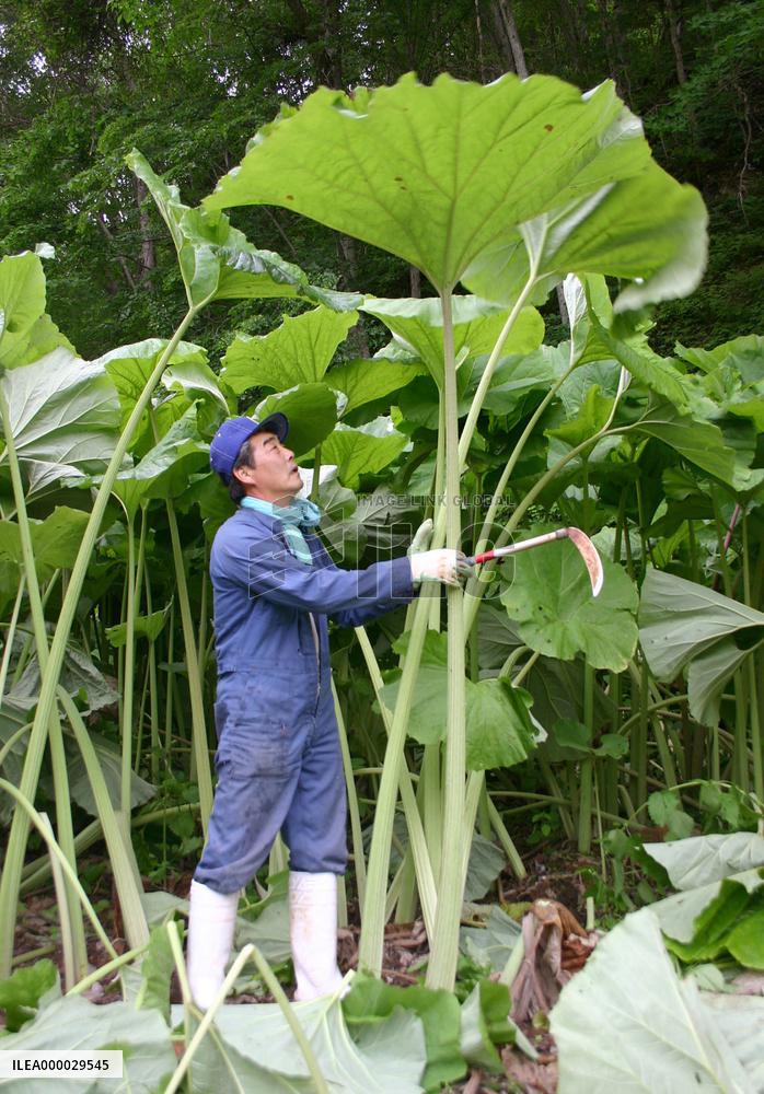 Butterbur harvest begins in Hokkaido