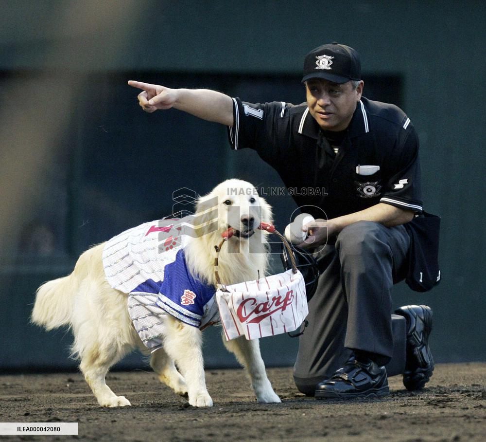 Hiroshima Carp's Mickey in doggie heaven