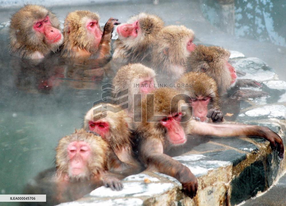 Japanese monkeys take a dip in 'onsen' spa