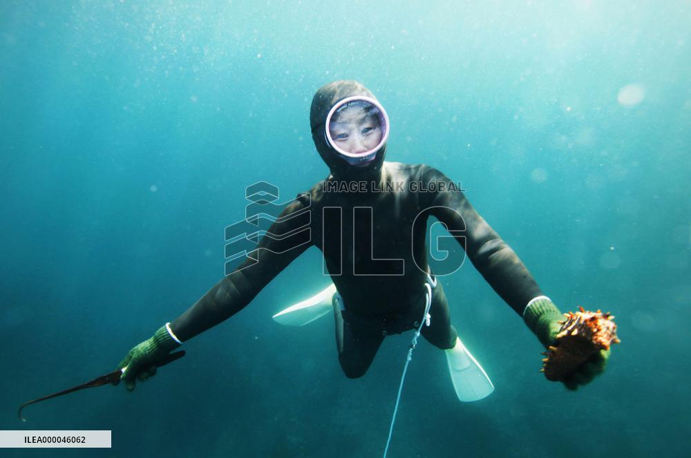 S. Korean diver holds sea cucumber caught off Shima, western Japan