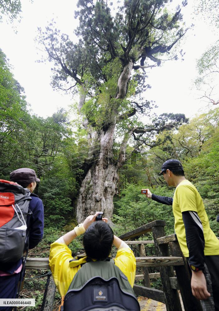 Visitors take photos of Japan's oldest tree on Yakushima island
