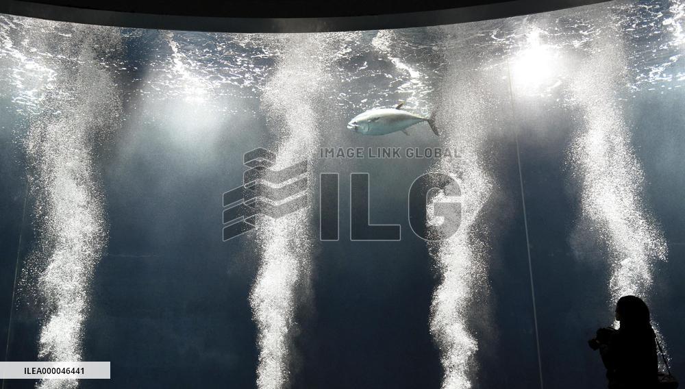 Only one tuna left at Tokyo aquarium after mysterious mass deaths