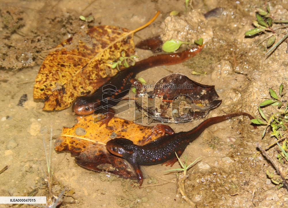 Amphibian discovery illuminates Myanmar's "hidden biodiversity"