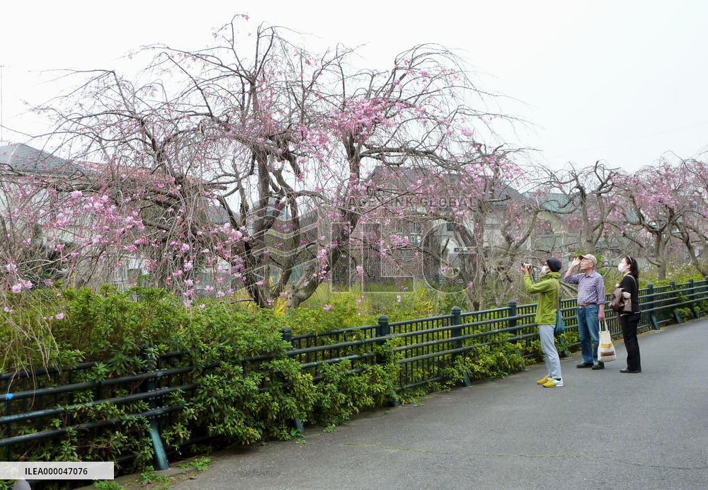 People attracted to chirps of bush warblers in Koganei