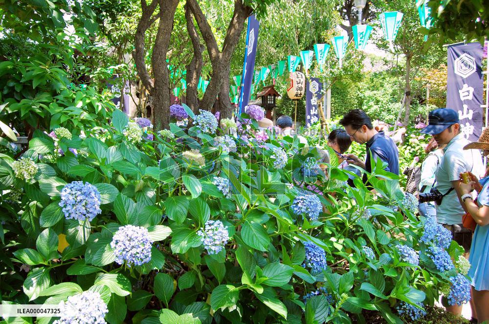 Hydrangeas in full bloom in Japan's rainy season