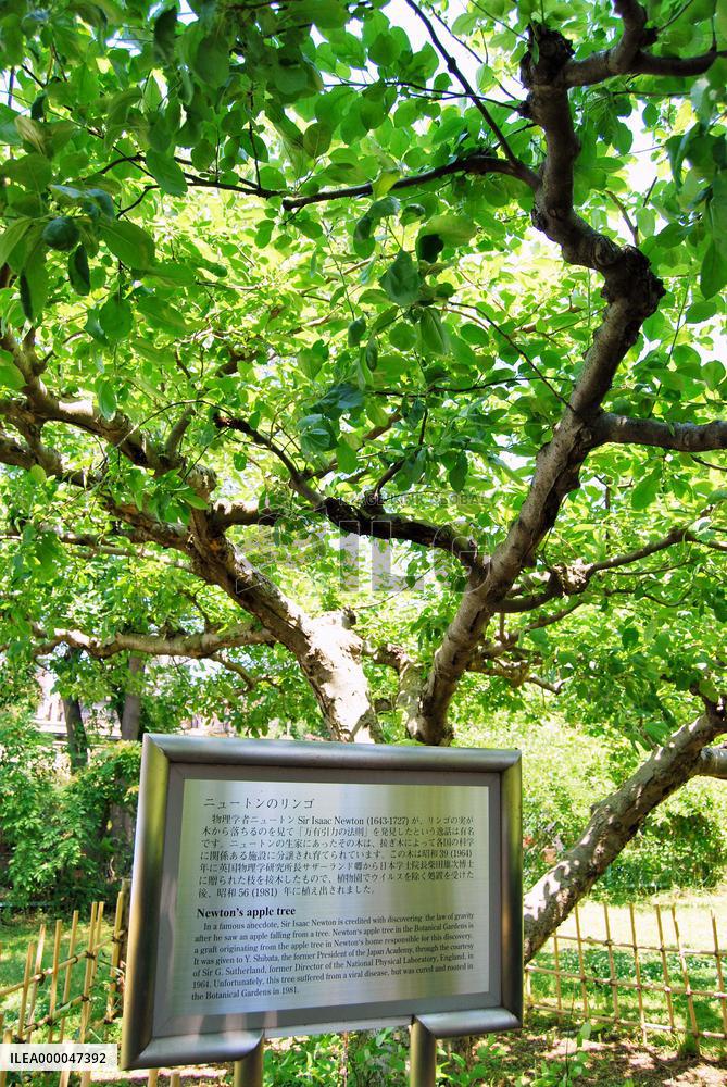 "Descendant" of Newton's apple tree in Tokyo botanical garden