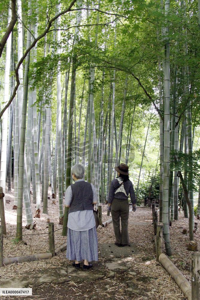 Bamboo forest at Saneatsu Park in Tokyo's Chofu