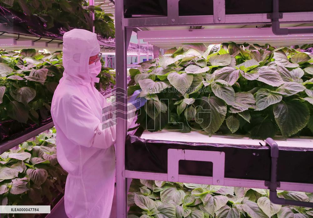 Hydroponic farm aims to make perilla new local specialty