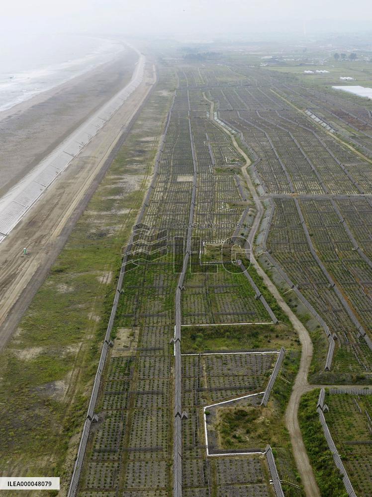 Tree-planting drive in tsunami-hit Miyagi spawns hope for fresh greenery