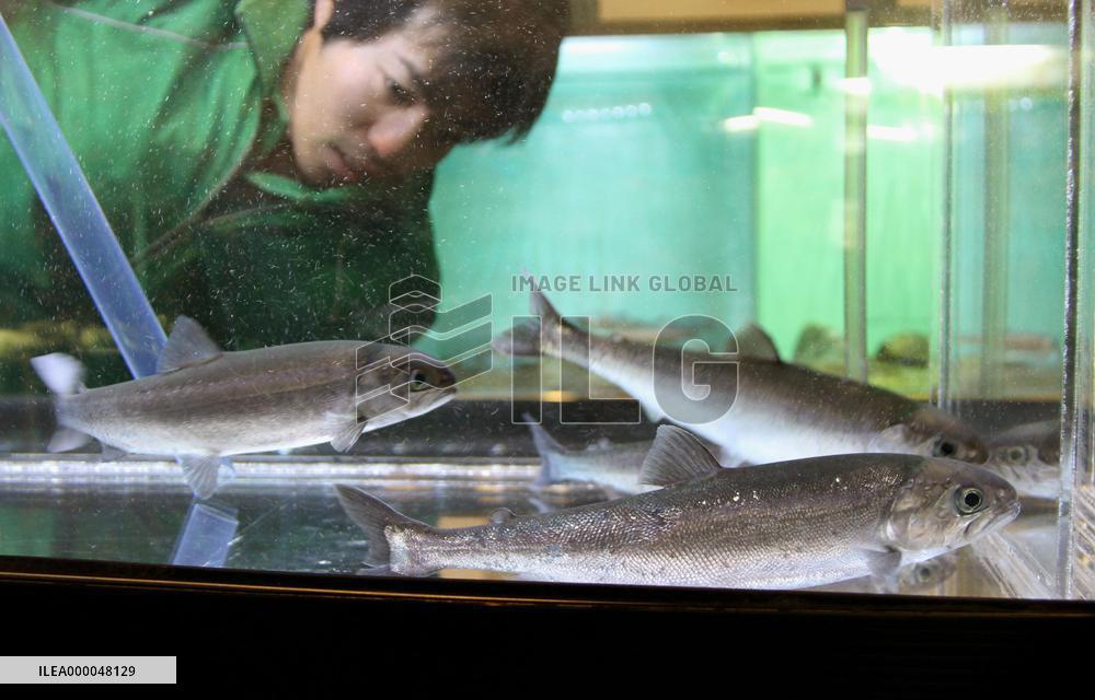 Lake Tazawa survey planned to revive habitat for rare trout species