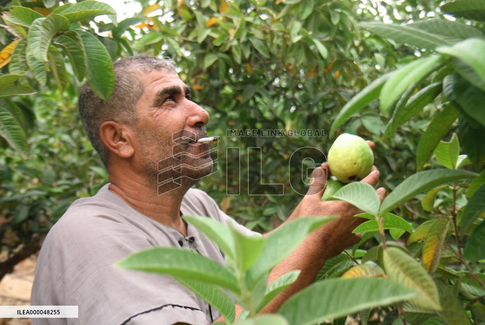 Dreams of liberation fade in Gaza decade after Israeli withdrawal