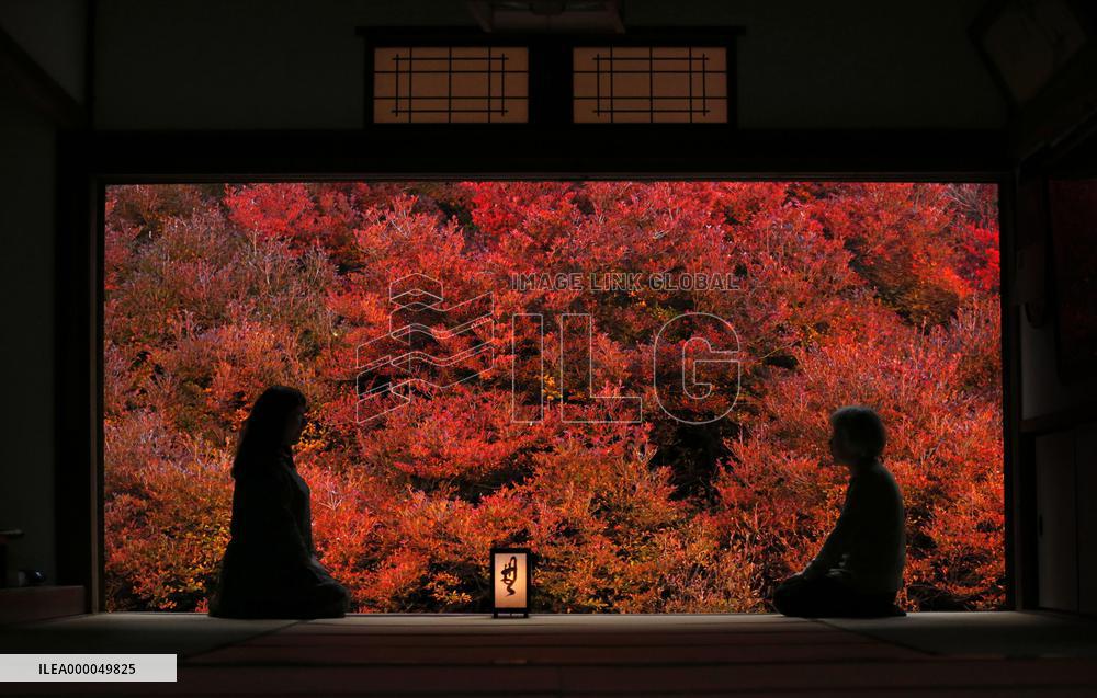 Red autumn leaves lit up at western Japan temple