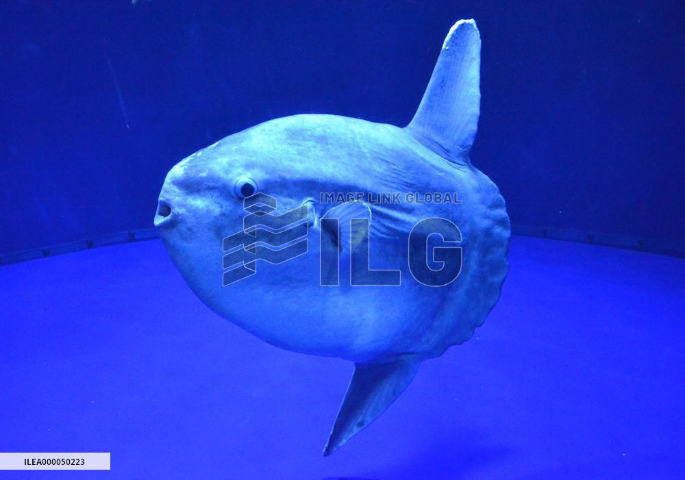 Ocean sunfish listed as species at risk of extinction