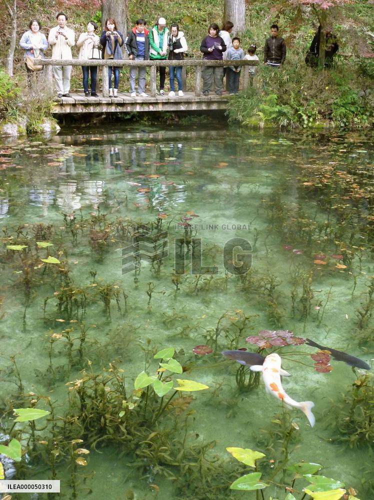 Pond in central Japan looks like Monet's water lily paintings