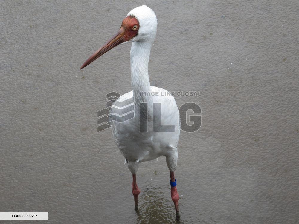 Lost cranes find sanctuary in Taiwan, Japan