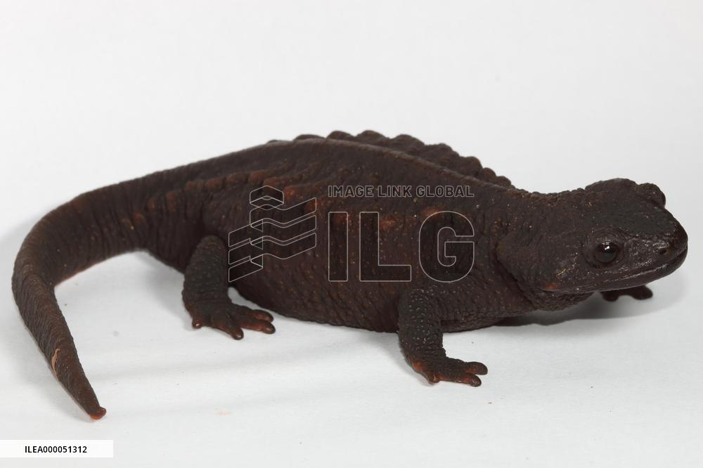 Rare Japanese newts homeward bound after being smuggled abroad