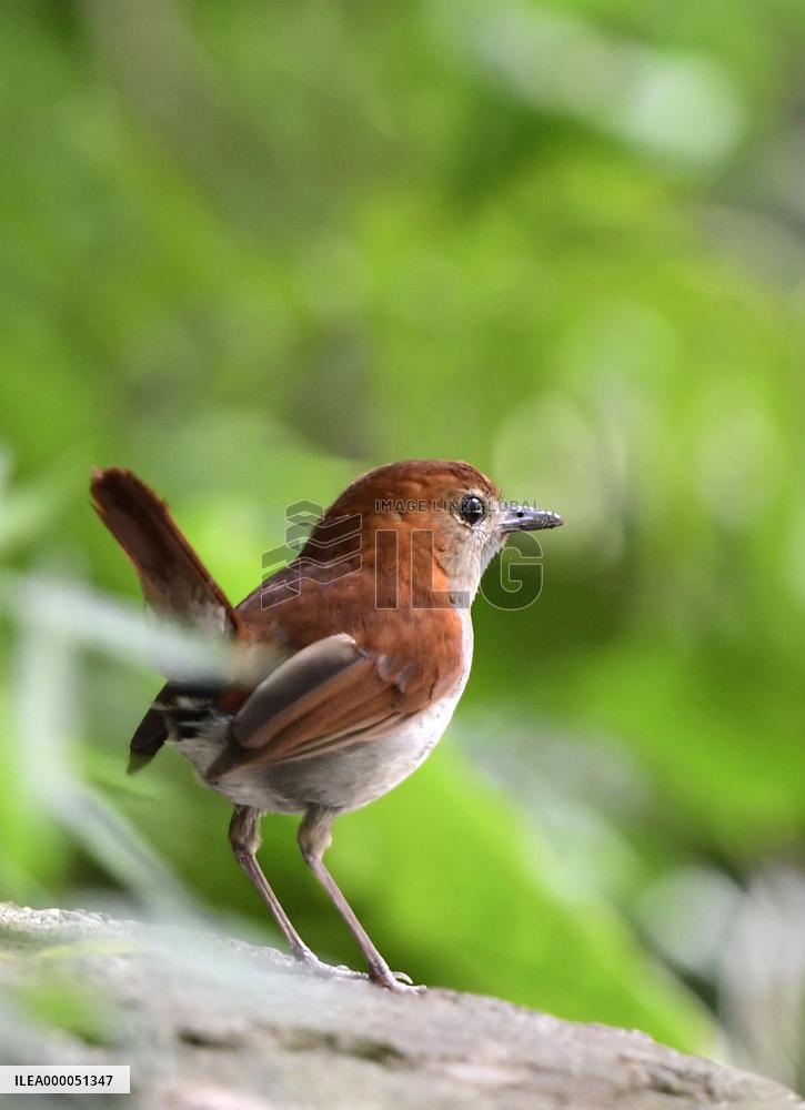 Endangered bird in newly designated nat'l park in Okinawa