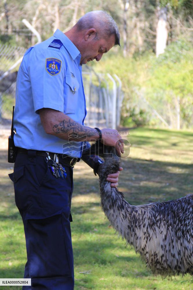 Animal rehabilitation gives Australian prisoners new lease on life