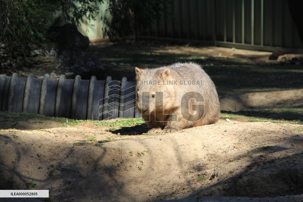 Animal rehabilitation gives Australian prisoners new lease on life