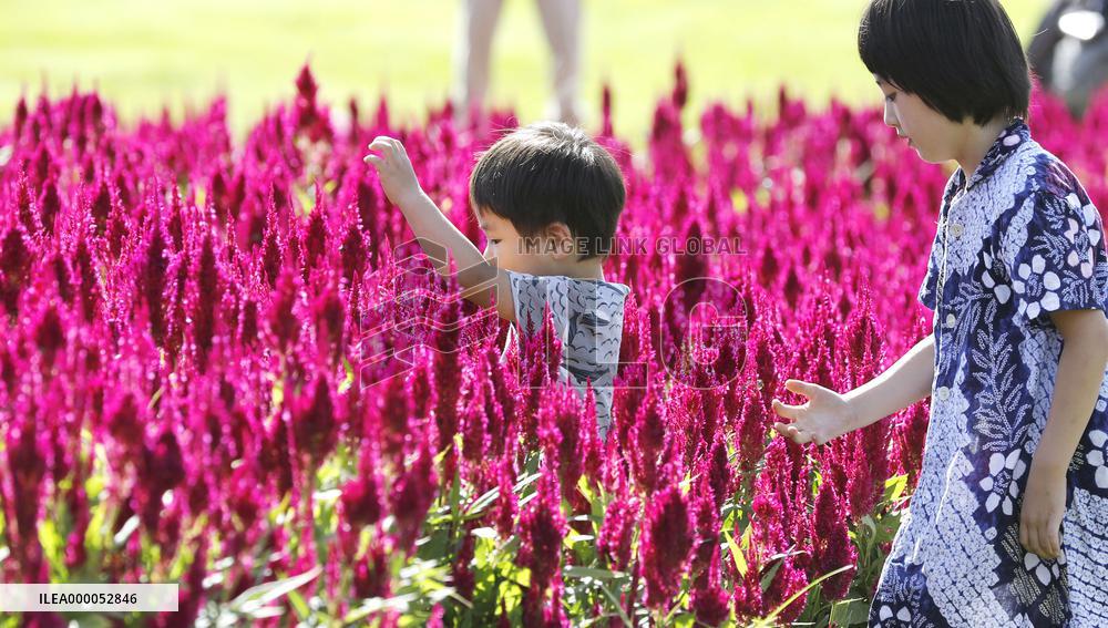 Bright-colored celosias at Saitama park