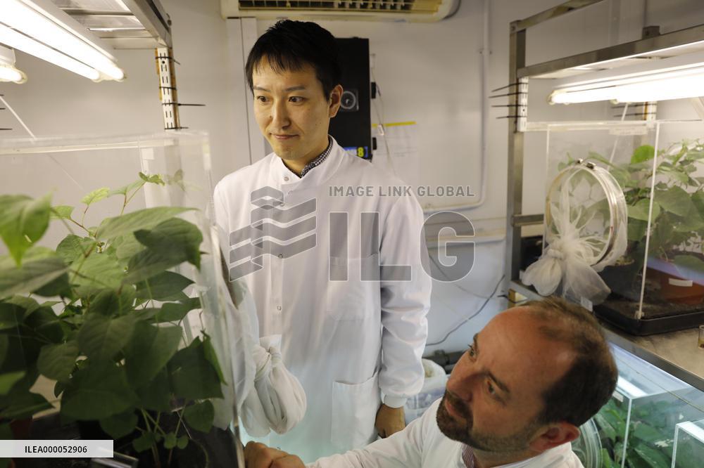 Scientists to tackle knotweed, scourge of U.K. homeowners