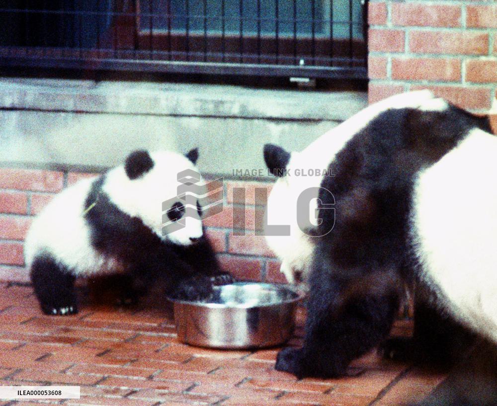 Pandas at Ueno Zoo in Tokyo