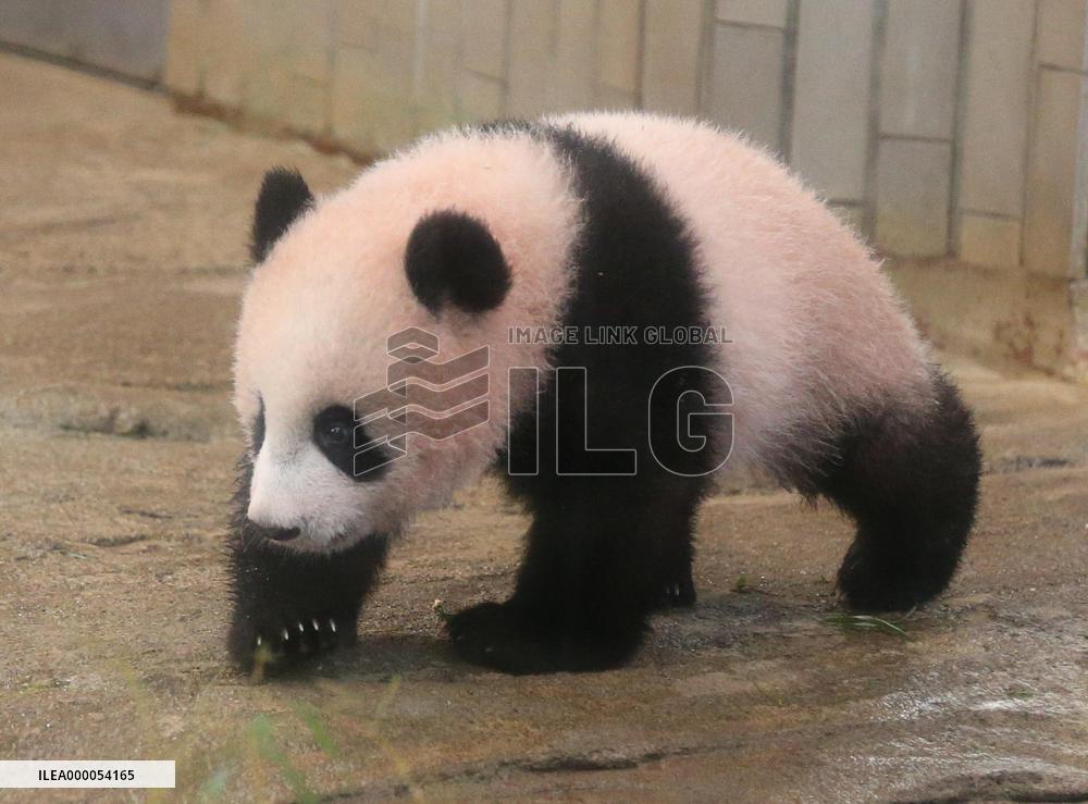 Baby giant panda Xiang Xiang