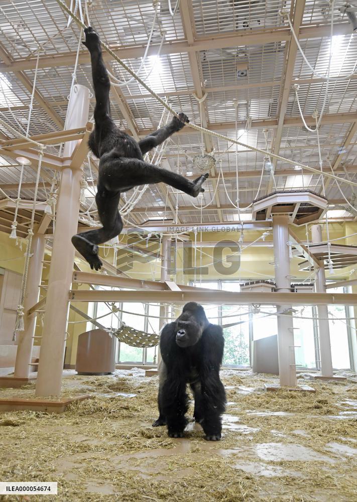 "Handsome gorilla" at Nagoya zoo
