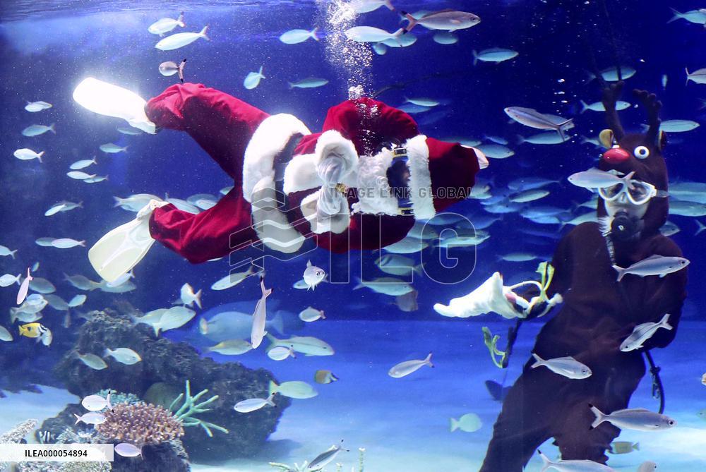 Christmas show at aquarium