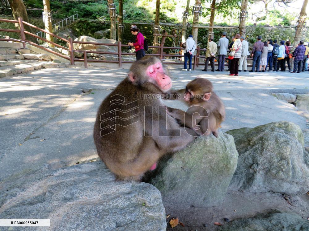 Monkey park in Oita, Japan