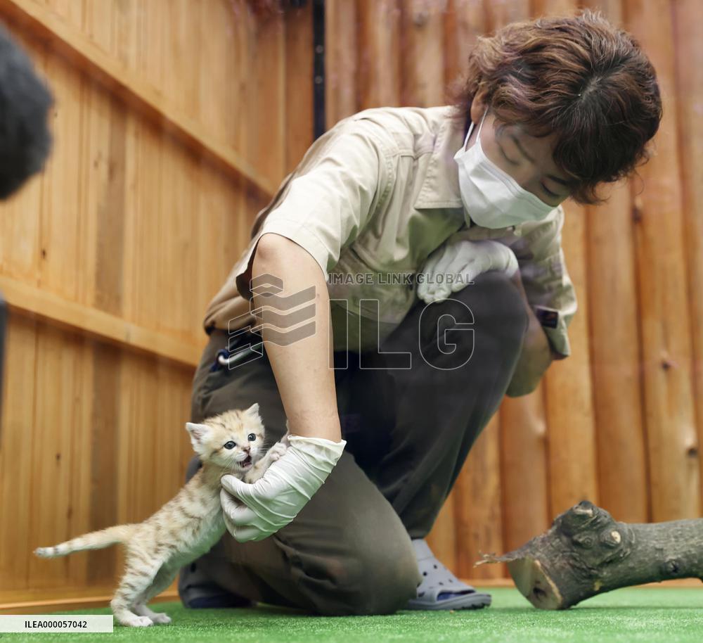 Sand cat at Japanese zoo