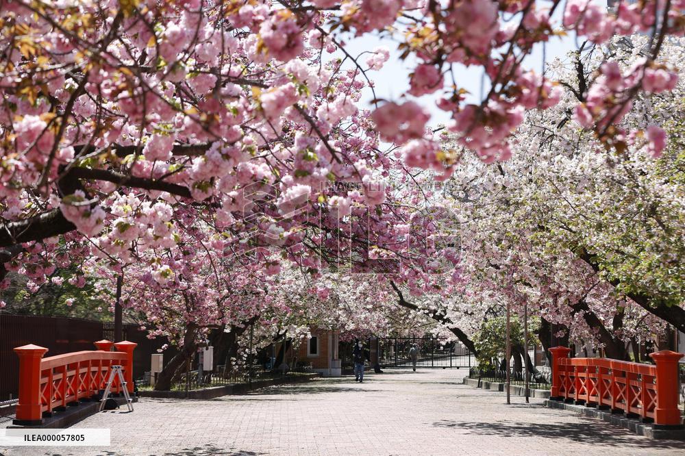 Cherry blossoms at Japan Mint head office closed due to virus pandemic
