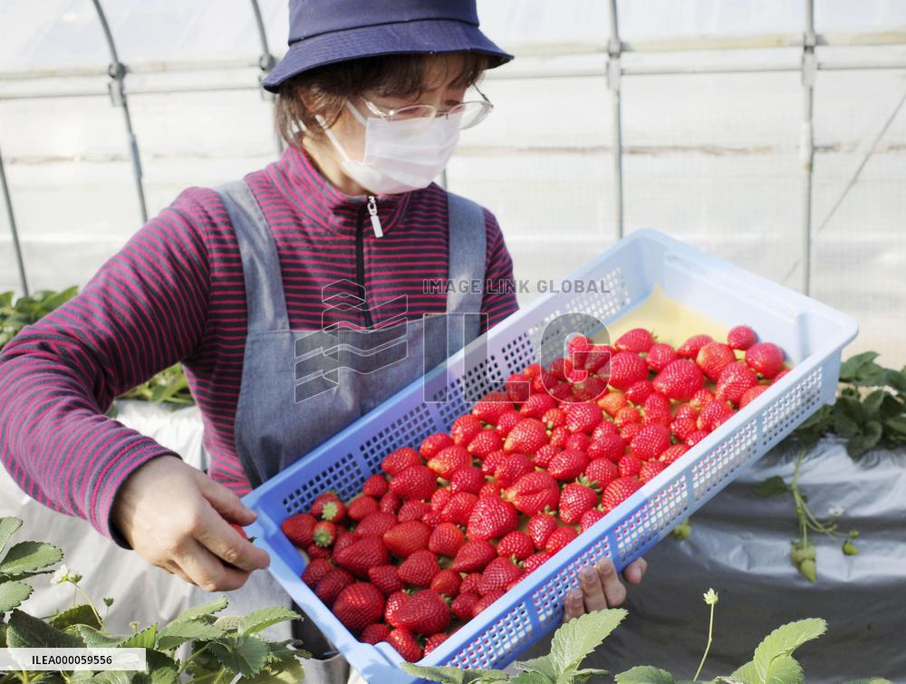 New strawberry brand Tochiaika