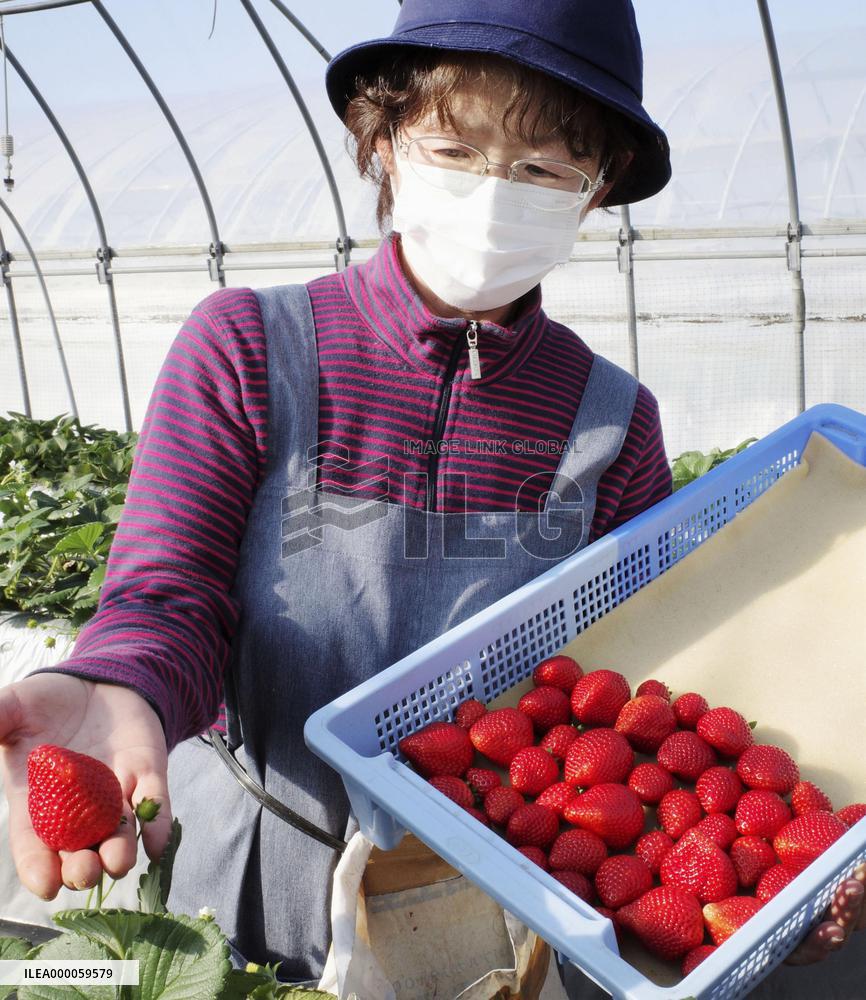 New strawberry brand Tochiaika