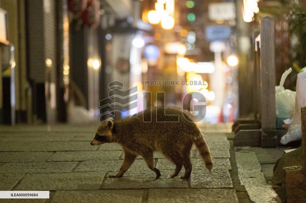 Raccoon on Osaka street