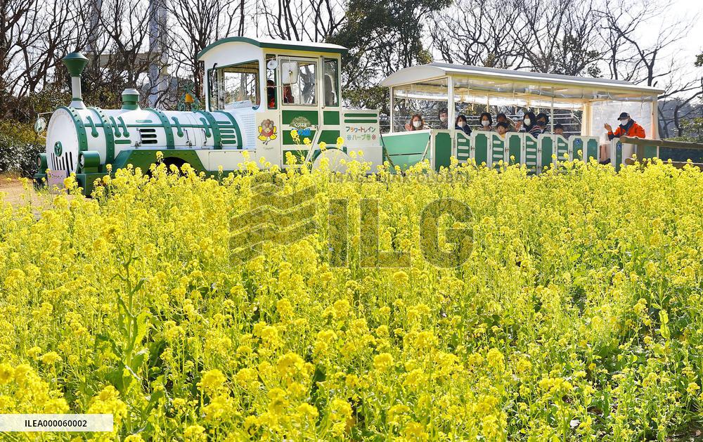 Canola flowers at eastern Japan park