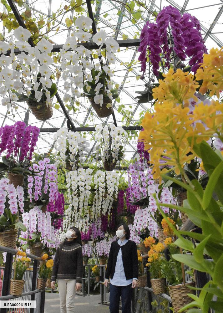 Orchids at western Japan flower park
