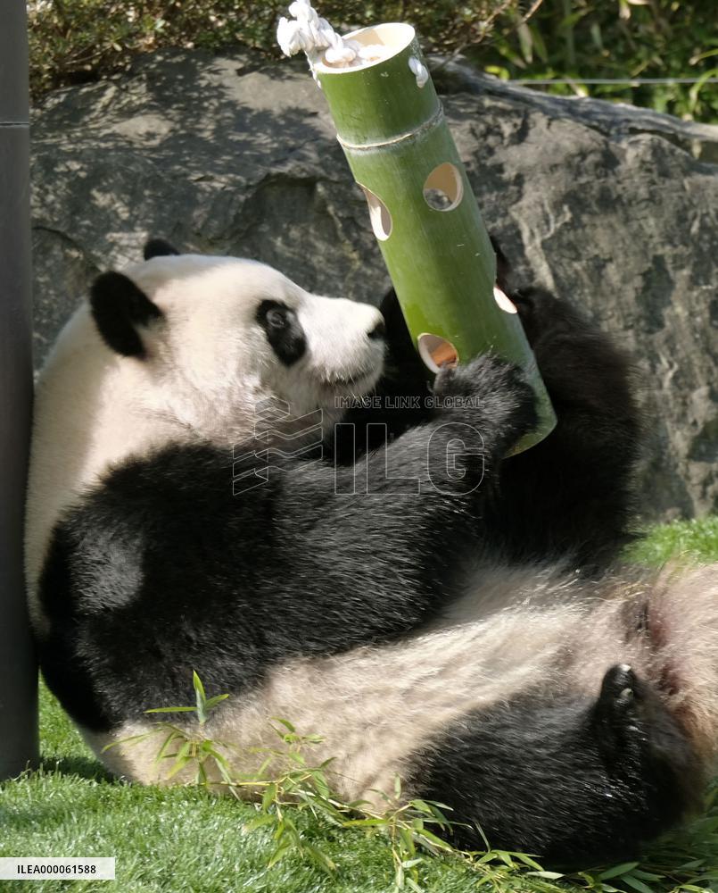 Giant panda on "White Day" in Japan